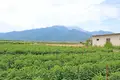 Land  Agios Spiridonas, Greece