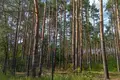 Land 1 room 9 812 m² Otwock, Poland