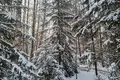 Земельные участки 87 000 м² Dubuli, Латвия