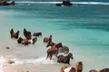 Вилла 2 спальни 103 м² Sumba Barat Daya, Индонезия