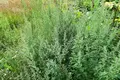 Земельные участки  Гатчинский муниципальный округ, Россия