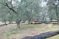Land 1 room 7 500 m² Perithia, Greece