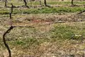 Nieruchomości komercyjne 150 m² Piombino, Włochy