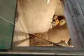 Дом 64 м² Пережирский сельский Совет, Беларусь