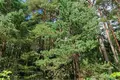 Дом  Плещеницкий сельский Совет, Беларусь