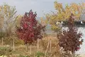Land  Khoni, Georgia
