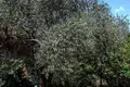 Land  Tivat, Montenegro