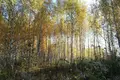 Land 1 200 m² gorodskoj okrug Bor, Russia