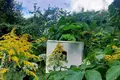 Земельные участки  Красненский сельский Совет, Беларусь