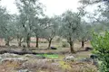 Land 1 room 7 500 m² Perithia, Greece