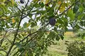 House 30 m² Gorodetsky District, Russia