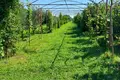 Atterrir 11 025 m² Anaklia, Géorgie