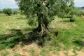 Land 1 room 5 338 m² Polygyros Municipality, Greece