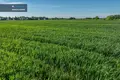 Działki  Janucie, Litwa