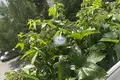 Mieszkanie 1 pokój 42 m² Gurjewsk, Rosja