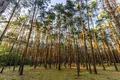 Mieszkanie 600 m² Oslonin, Polska