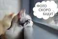Земельные участки  Папернянский сельский Совет, Беларусь