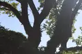 Mieszkanie 7 pokojów  Prijevor, Czarnogóra