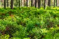 Коммерческое помещение 9 000 м² Токсовское городское поселение, Россия