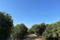 Land  Trachoni Municipality, Cyprus