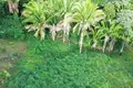 3 bedroom house 244 m² West End, Honduras