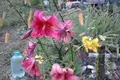 Land 700 m² Kstovsky District, Russia