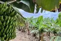 Parcelas  Canarias, Španjolska