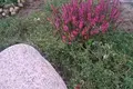 Земельные участки  Жодинский сельский Совет, Беларусь