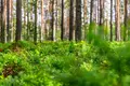 Коммерческое помещение 9 000 м² Токсовское городское поселение, Россия