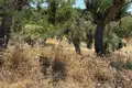 Atterrir 6 662 m² Nikiti, Grèce
