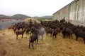 De inversiones 1 000 m² en Ayora, Španjolska