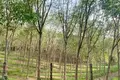 Land  Choeng Thale, Thailand