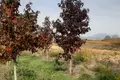 Land  Khoni, Georgia