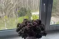 Cottage 430 m² Muchaviec, Belarus