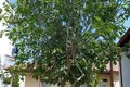 Cottage 1 bedroom 45 m² Pefkochori, Greece