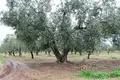 Land 1 room 4 980 m² Gerakini, Greece