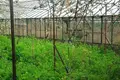 Haus 81 m² Biarozki, Belarus