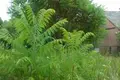Land 1 room 7 050 m² Otwock, Poland
