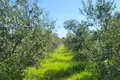 Шале 35 000 м² Город Ровинь, Хорватия