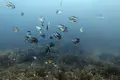 Exclusivo Complejo Turístico Operativo en Isla Pulau Tinggi (3.7 Ha, 88 Unidades) — $5,000,000
