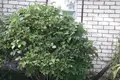 House 26 m² in Minsk District, Belarus