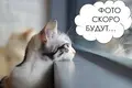Appartement 1 chambre 31 m² Minsk, Bélarus