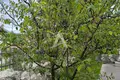3 bedroom house  Danilovgrad, Montenegro