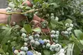 Działki  Matykalski sielski Saviet, Białoruś
