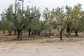 Atterrir 1 chambre 5 500 m² Gerakini, Grèce