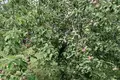Haus 50 m² Varonca, Belarus