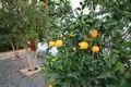 Wohnung 180 m² Flamoudi, Nordzypern