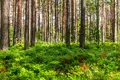 Коммерческое помещение 9 000 м² Токсовское городское поселение, Россия