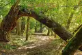 Parcelas  Smolice, Polonia