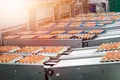 Lay chicken farm business for sale It has an egg production volume of 105,600 eggs/day.